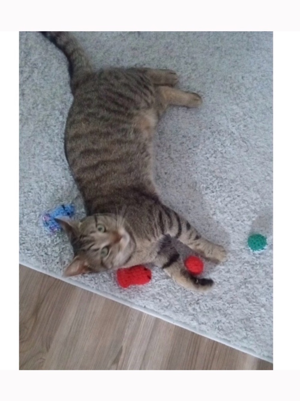 Hand Crafted Colorful Crocheted Organic Catnip Four Interactive Fish Cat Toys - Picture 11 of 11